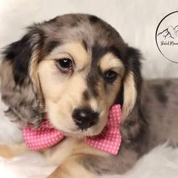 Dachshund Puppies from Bald Mountain Dachshunds