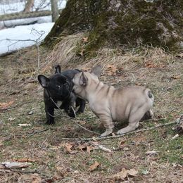 French Bulldog Puppies from Yukon Golden French Bulldogs