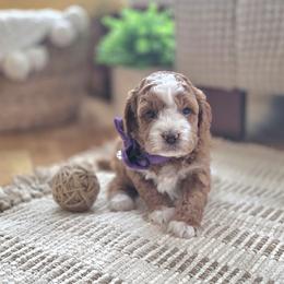 Meet Mariah :) - Red female Cavapoo puppy in Centerville, Iowa from Barnyard Dachshunds, Dals & Doodles