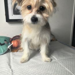 Girl 2 - Gold and white female Shorkie puppy in Boca Raton, Florida from Tina-Marie's Pups