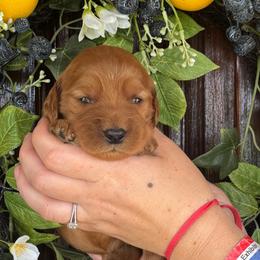 Francine - Red  female Goldendoodle puppy in Enumclaw, Washington from Owen-a-Doodle