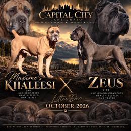 Cane Corso puppies from Capitol City Cane Corso