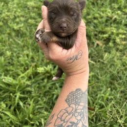Toy Australian Shepherd Puppies from Carlsbad Toy Aussies