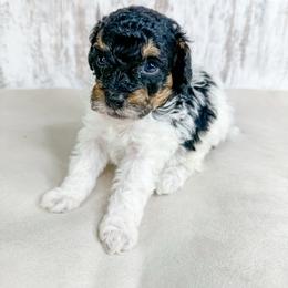 Samson - Parti male Poodle puppy in Flint, Michigan from Anytime Doodles