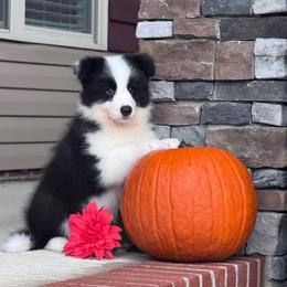 July - Black male Border Collie puppy in Dunn, North Carolina from Coylety Border Collies