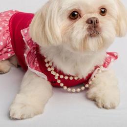 Empress - Shih Tzu