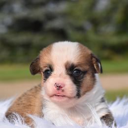 Lauren - Fawn female Pembroke Welsh Corgi puppy in Gober, Texas from Trigger Time Kennels