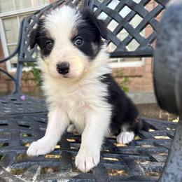 Esperanza - Black and white female Border Collie puppy in Mckinney, Texas from Border Collies of Ruidoso