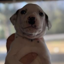 Chedder - White and black male Dalmatian puppy in Hastings, Florida from Love My Spotty Dalmatians