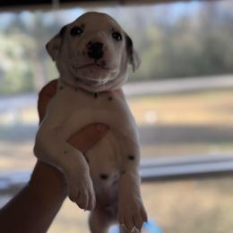 Chedder - White and black male Dalmatian puppy in Hastings, Florida from Love My Spotty Dalmatians