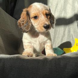 Freckles - Red female Dachshund puppy in Havertown, Pennsylvania from Beaks and Barks, LLC