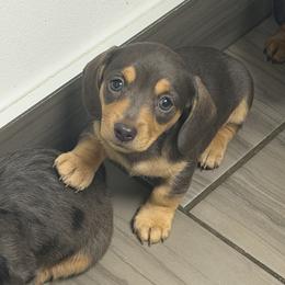 Sam - Gray (blue) and tan female Dachshund puppy in Wappapello, Missouri from Kandb Dachshunds