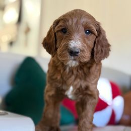 Ebenezer - Red  male Goldendoodle puppy in Brooksville, Florida from Abby’s Standard Goldendoodles