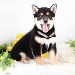 Akito - Black and Tan Boy - Black and tan male Shiba Inu puppy in Neosho, Missouri from Sunny Terrace Shibas