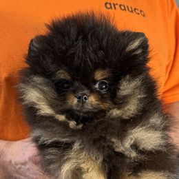 Ruby - Black and tan female Pomeranian puppy in Springfield, Oregon from So-Me Poms