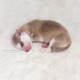 Pomsky Puppies from True North Pomskies