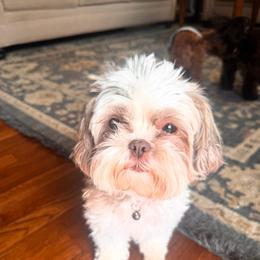 Coco Chanel - Shihpoo