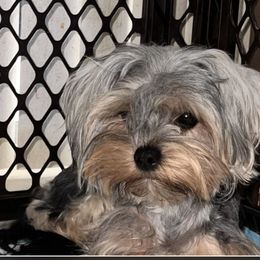 Luna - Yorkshire Terrier