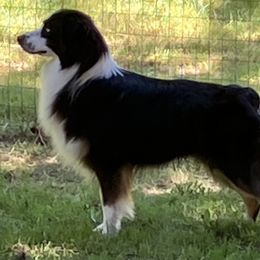 Bohdi - Australian Shepherd