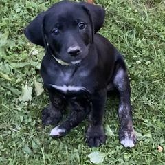 Mountain Cur Puppies from Walnut Ridge Mountain Curs