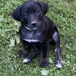 Mountain Cur Puppies from Walnut Ridge Mountain Curs