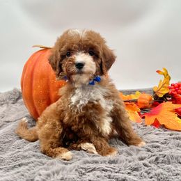 Blue Bow OFA - Red male Cavapoo puppy in Evart, Michigan from Northern’s Cute Cuddly Cava Poos