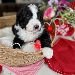 Blue Collar - Black and white male Bernedoodle puppy in Indiahoma, Oklahoma from Farm Fresh Doodles