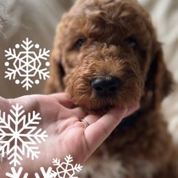 Boy 3 - Goldendoodle puppy in Christiana, Tennessee from Rechlicz Family Doodles