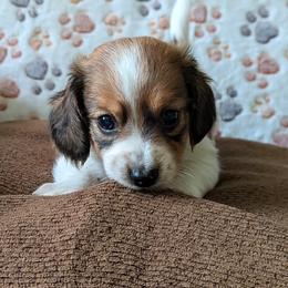 Mostly - Piebald male Dachshund puppy in Cambridge, Ohio from Mindy's Mini Dachshunds