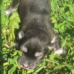 Bravo - Agouti and white male Siberian Husky puppy in Louisville, Kentucky from Wild Hunt Huskies