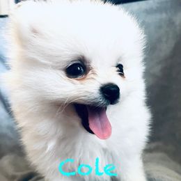 Cole - White male Pomeranian puppy in St. Louis, Missouri from Saint Louis Pomeranian babies