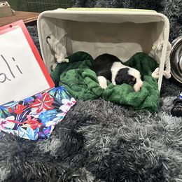 Diamond - Black tri-color male Australian Shepherd puppy in Vernal, Utah from Dancing M Kennels