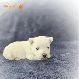 Wyatt-Orange Collar - White male West Highland White Terrier puppy in Toronto, Ohio from Shekinah’s Mi-Kis & Cricket Hill’s Westies