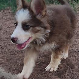 Iris - Liver female German Shepherd puppy in Los Lunas, New Mexico from Mali's German Shepherds LLC