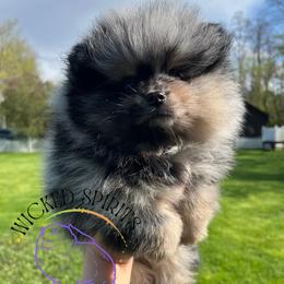 HOLD AKC POP - Blue merle male Pomeranian puppy in Watkins Glen, New York from Wicked Spirits Pomeranians