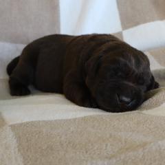 Wave - Chocolate male Labrador Retriever puppy in Camden, Indiana from Camden's Caring Canines