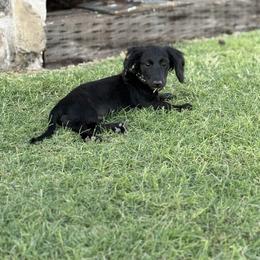 Charlie - Dachshund
