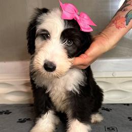 MUFFIN - Black and white female Sheepadoodle puppy in Riverside, California from Downtown Doodles & Frenchies