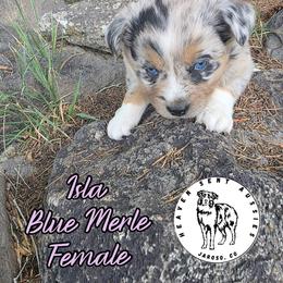 Isla - Blue merle female Miniature Australian Shepherd puppy in Jaroso, Colorado from Heaven Sent Aussies