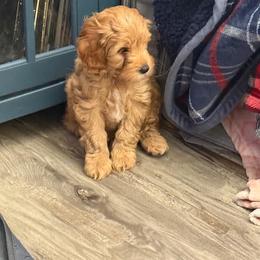 Cavapoo Puppies from AZ Cavapoos