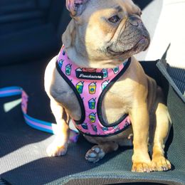 Stella - French Bulldog