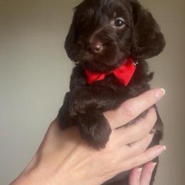 Danny - Chocolate male Goldendoodle puppy in Decatur, Texas from Scherrer Sweet Goldendoodles
