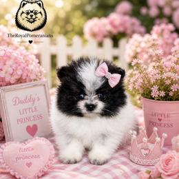 Savannah - Black and tan parti female Pomeranian puppy in Antelope, California from California Pom Paradise