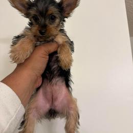 GIRL 1 - Black and tan female Yorkshire Terrier puppy in Blythewood, South Carolina from PUPS “ R” US