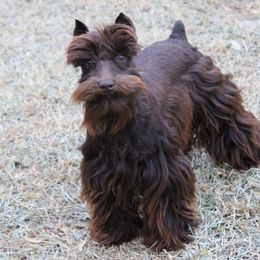 Yummy - Miniature Schnauzer