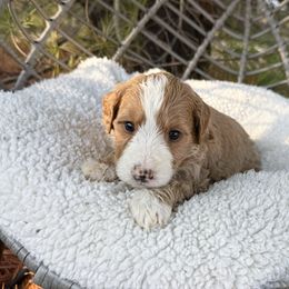 River Multigen - Red male Bernedoodle puppy in Wamego, Kansas from Doodles of Oz