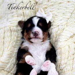 Tinkerbell - Tri-color female Bernedoodle puppy in Payson, Utah from The Puppy Nest