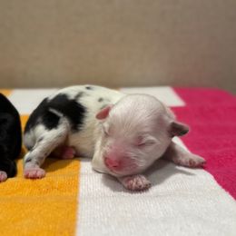 Lottie - Black & white female Toy Australian Shepherd puppy in Angleton, Texas from 4LH Australian shepherds