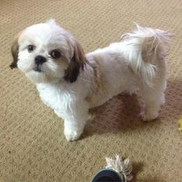 Shih Tzu Puppies from Pams precious shih tzus