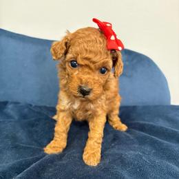 Red collar - Red  female Goldendoodle puppy in Calico Rock, Arkansas from Cottrell’s Poodles & Doodles